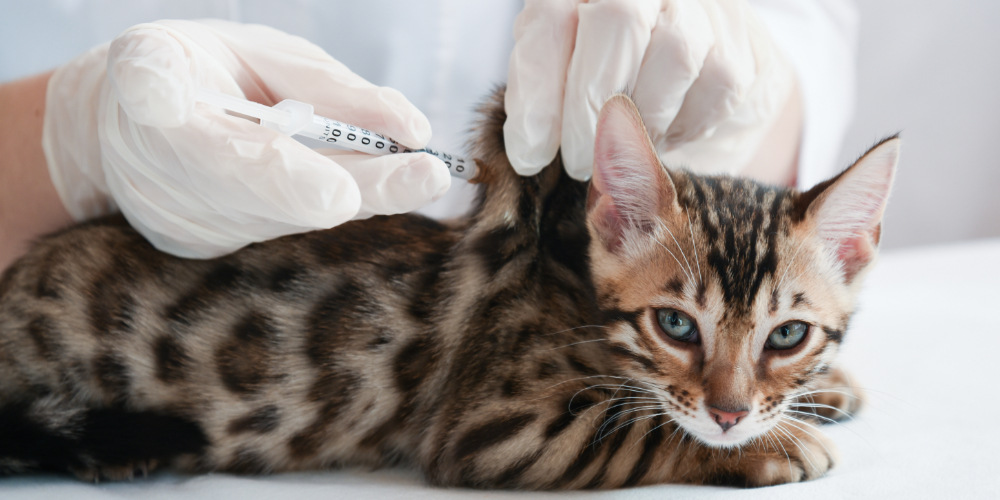 Kitten vaccinations