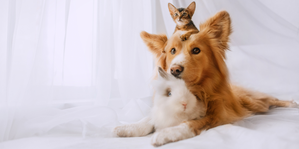 Multi-pet Insurance Banner Dogs