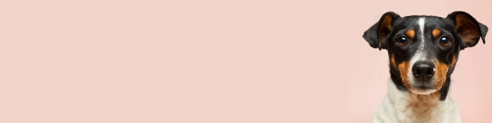 ManyPets loved by many banner