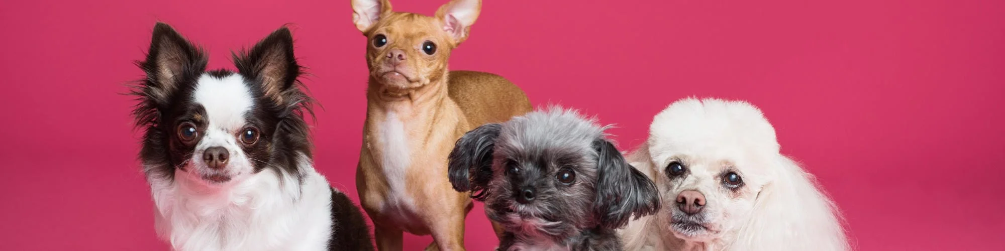 Diabetes in pets banner image