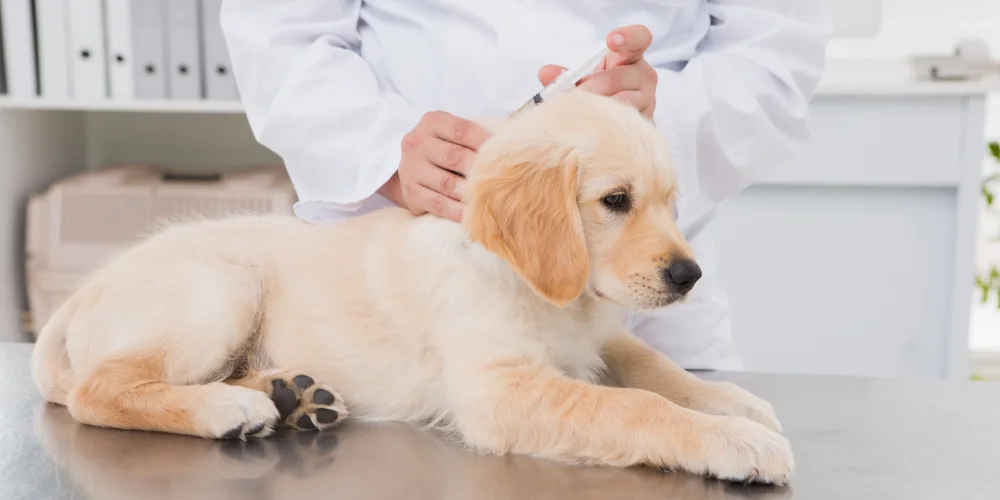 Labrador puppy being vaccinated