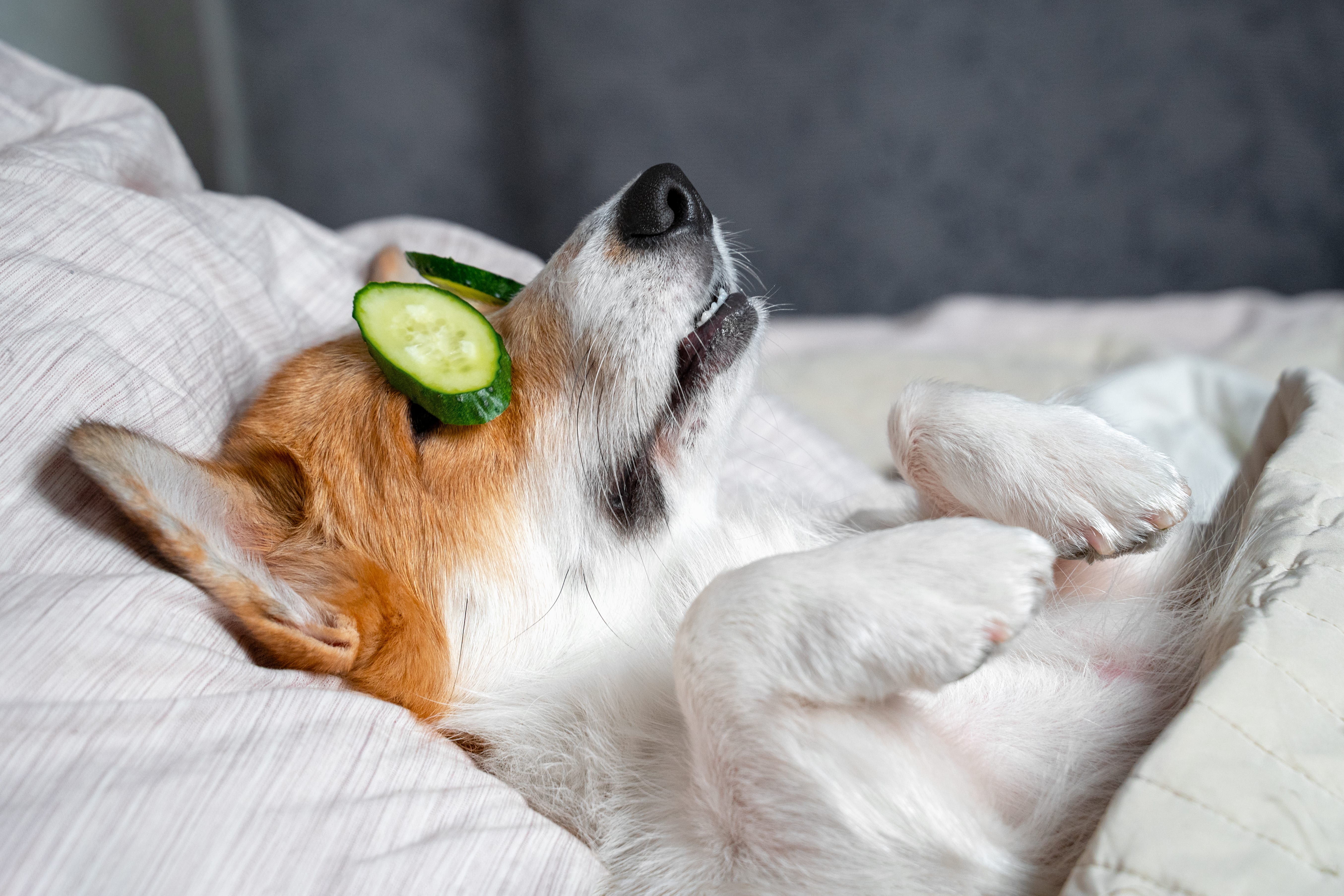 Keeping Your Pet Healthy Graphic