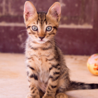 Bengal