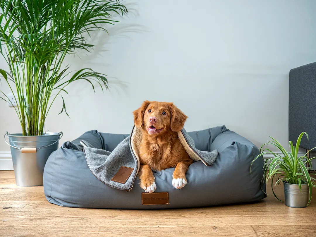 A Guide to DogProofing Your Home Read The Guide