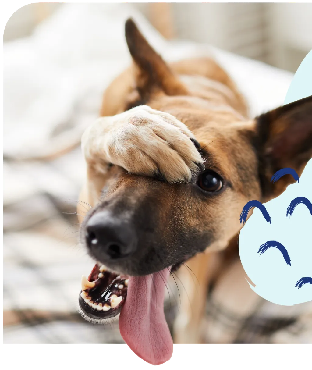 Dog Image
